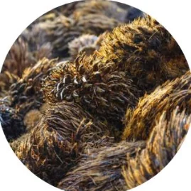 Empty fruit bunch from oil palm, the raw agricultural by-product